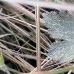 Image result for Geranium aculeolatum