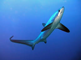 Thresher Shark Thresher Shark Shark Photos Sea Shark