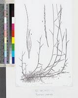 Image result for Paratheria