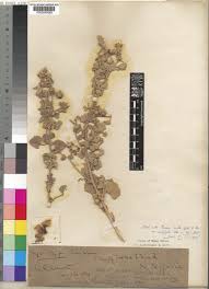 Image result for Pavonia senegalensis