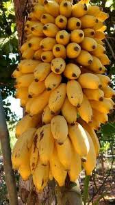 Epingle Par Elizabeth Pike Sur Frutas Fruits Exotiques Fruits Tropicaux Legume Exotique