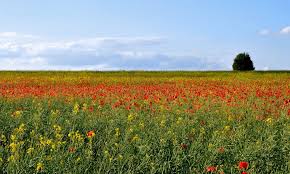 J'adore les praries et les animaux. Repos En Campagne Toulouse Roomforday
