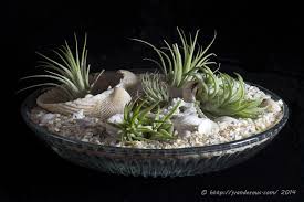 Tillandsia Arrangements Jardins Pequenos Jardim Mini Jardins