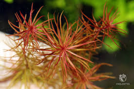 Image result for Rotala mexicana