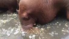Slurp! That's the sound of walruses who are happy eating their ...