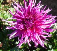 Proč celý život pohrdala muži? Photo Dahlia Tornado Lou Flowers Garden En Com