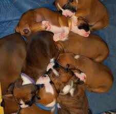 No puppies available at this time. Heartland Dachshunds Of Southern Illinois Home Facebook