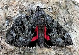 Image result for Catocala electa