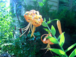 Check spelling or type a new query. Tiger Lilies Gardening Charlotte