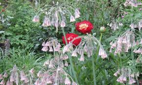 Oder besitzen sie haustiere, die sich frei im garten bewegen? Ursulas Garten