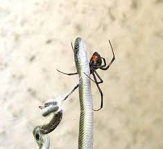 Redback spiders are just another species of black widow. Spider Eats A Snake Snopes Com Snake Spider Spider Eating