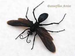 All Black Bug That Looks Like A Wasp Real Giant Arizona Tarantula Hawk Wasp Black Form Museum Quality In Shadowbox By Butterfliesartist On Etsy Tarantula Hawk Arizona Tarantula Tarantula