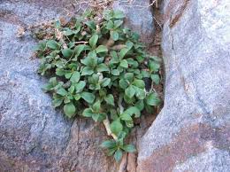 Image result for Stemodiopsis rivae