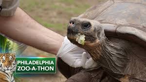 Zoo-a-thon: 95-year-old tortoise finds love, expected to breed at  Philadelphia Zoo - 6abc Philadelphia