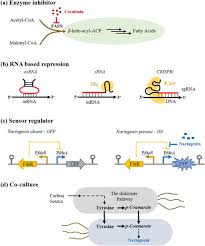 Image result for Strychnos gossweileri