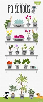 Those Flowers You Have On The Counter Are Pretty But Could They Poison Your Cat Plants Cat Care Cat Garden