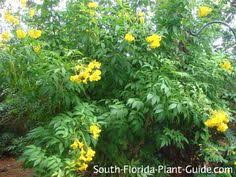These plants need to be protected from the wind. 370 Plants For South Florida Ideas Plants Florida Plants South Florida