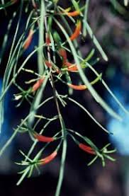 Image result for Loranthaceae