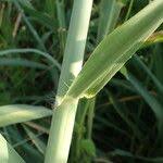 Image result for Echinochloa pyramidalis