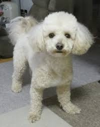 Verna Norris (drvnor)