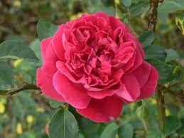 Here you can explore hq garden roses transparent illustrations, icons and clipart with filter setting like size, type, color etc. Treat Black Spot To Improve Appearance Of Old Garden Roses But They Ll Survive Even With It Home Garden Nola Com