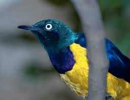Golden-breasted Starling