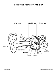 Ear coloring pages for kids. Ear Anatomy Coloring
