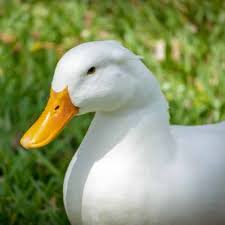 Peel and slice 1 green apple. Where To Buy Pekin Ducks Efowl