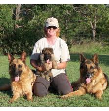 Live the amazing life of a dog owner and opt for one of our french bulldog puppies for sale. Registered German Shepherd Dog Breeders In Queensland Qld Australia