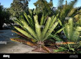 Image result for Zamiaceae