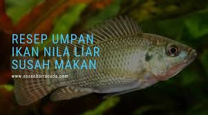 Umpan Ikan Nila Liar Susah Makan Ikan