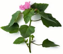 Check out our marshmallow plant selection for the very best in unique or custom, handmade pieces from our other greenery shops. Marshmallow Root Decoction Lush Fresh Handmade Cosmetics Uk