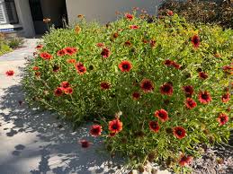 Image result for Oxyanthus biflorus