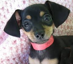 He may be small, but the chiweenie has plenty of energy to burn. Polka A Dachshund Chihuahua Mix Puppy Totally Adorable By Pixel Packing Mama Chihuahua Mix Puppies Puppies Dachshund Mix Puppies