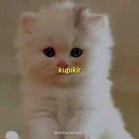 Fara chan (elfarafifa)