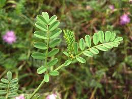 Image result for Securigera  varia