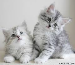 They are great with families with kids because they are both affectionate and playful. Top 10 Siberian Cat Breeders Amo