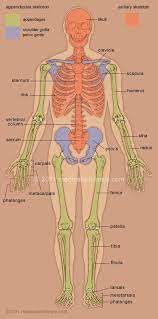 Pin On Massage Therapy