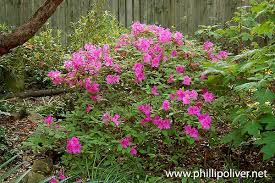 Pin On Pretty In Pink