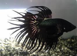 Specific Color Genetics Question Betta Fish Betta Betta Fish Types