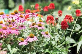 We are constantly updating our website. Caring For Echinacea Coneflower Kalleco Nursery Hudson Valley Ny
