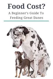 Top dog foods for great danes. Pin On Dog Food Treats Feeding Tips Puppy To Senior