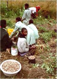 Image result for Vigna subterranea