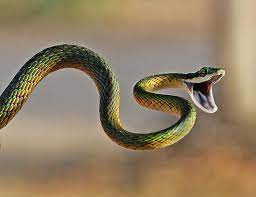 Brightly Coloured Parrot Snake By Suebg1 Photography In 2020 Snake Bites Snake Photos Small Snakes