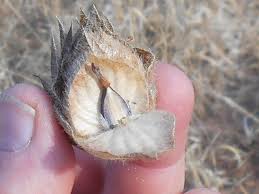 Image result for Barleria macrostegia