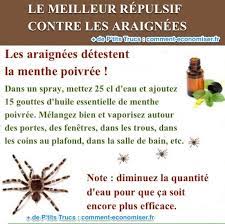 Comment faire fuir les araignées. Le Meilleur Repulsif Contre Les Araignees Simple Et Naturel