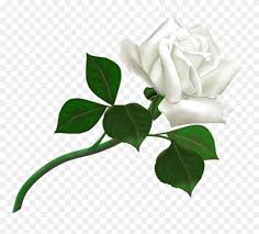 Download hd rose photos for free on unsplash. White Rose Png Flower Pictures Free Download White White Rose Png Hd Clipart 5268740 Pinclipart
