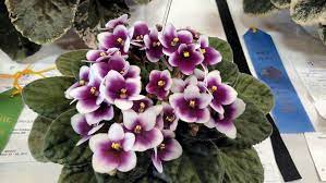 African violets have one job: Houseplants Do More Than Look Pretty Grand Island Local News Theindependent Com