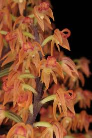 Image result for Polystachya bicarinata