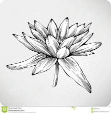 Black And White Water Lily Flower Tattoo Image Result For Black White And Grey Flower Water Lily Tattoos Lilies Drawing Tattoo Designs